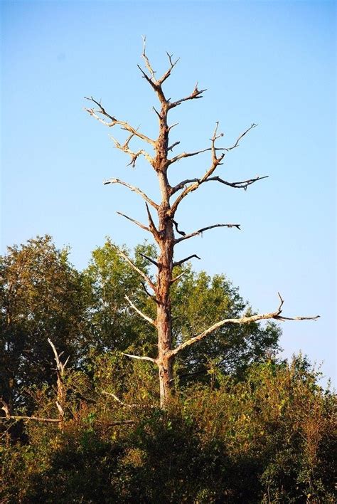 How To Identify A Tree That Is Dying