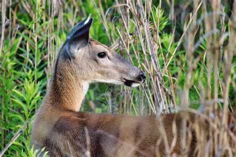 Whitetail Doe 6 20 21 4889 1 | Steve Creek Wildlife Photography