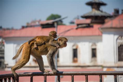 Monos En El Templo De Pashupatinath Katmandu Nepal Foto De Archivo