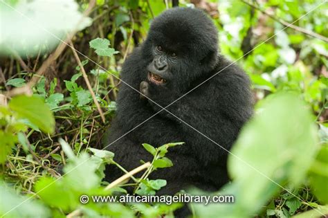 Photos And Pictures Of Baby Mountain Gorilla Gorilla Beringei