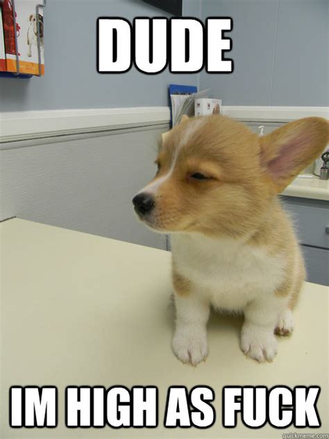 Dude Im High As Fuck Skeptical Corgi Quickmeme