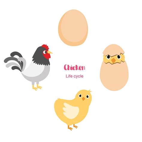 Chicken Life Cycle Vector Images Royalty Free Chicken Life Cycle