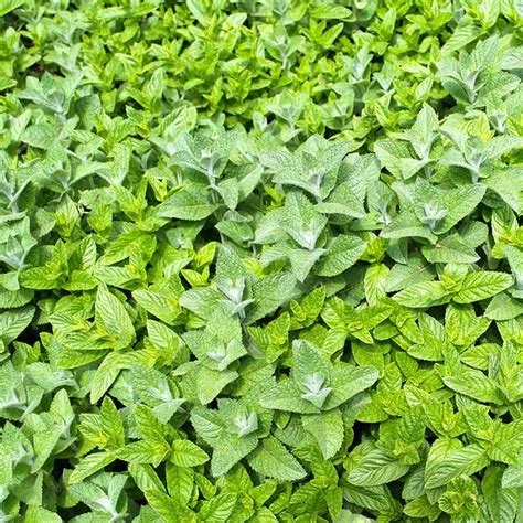 Buy Ginger Mint from £2.50 - 2024 plant sale