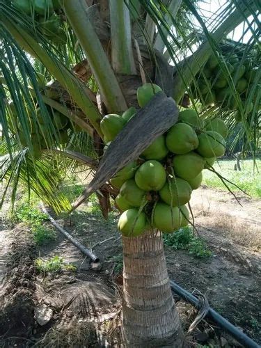 Well Watered Green Organic Chandralaksha Coconut Plant For Garden