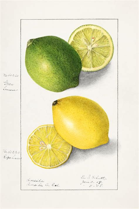 Lemons Citrus Limon By Ellen Isham Schutt Painting By Les Classics