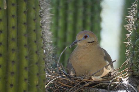 Bird Dove Nest - Free photo on Pixabay - Pixabay