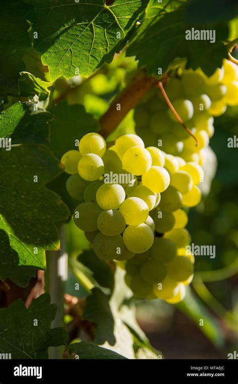 Chardonnay wine grapes Stock Photo - Alamy