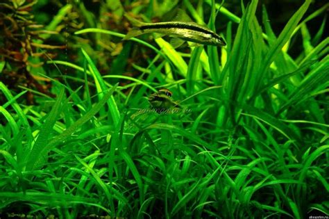 Сагиттария (Sagittaria) магазине ammania.ru - Доставка Почтой России