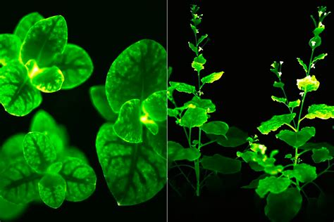 Light Bio Receives USDA Approval to Sell Bioluminescent Firefly ...