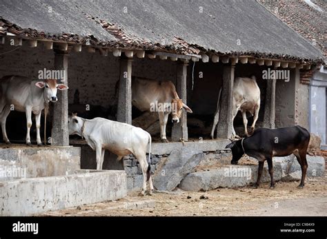 cows shelter  res stock photography  images alamy