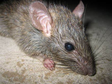 Rat | Animal Wildlife 