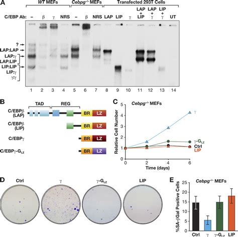 C Ebp Stimulates Cell Proliferation By Heterodimerizing With C Ebp A