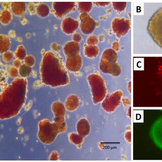 Islet Dithizone Staining And Fluorescence Viability Dyes A Islets