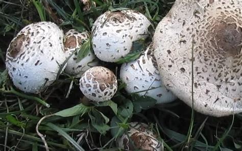 3 Common Lawn Mushrooms That Are Poisonous (and 6 That Are Not) - Gardening Channel