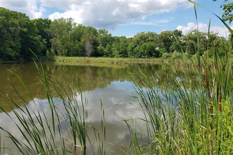 Painter Creek Restoration Highway Wetland Minnehaha Creek