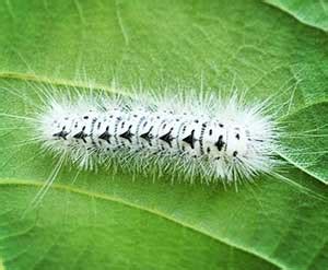 Hickory Tussock Moth Caterpillar | EOHU | Public Health