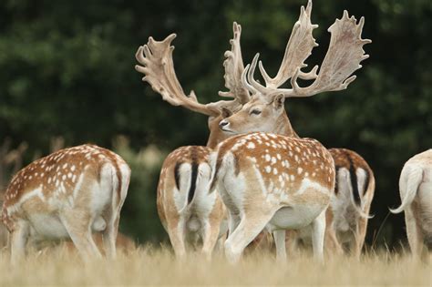 Fallow Deer