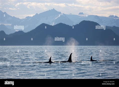 Orca Or Killer Whale Kenai Fjords National Park Near Seward Alaska