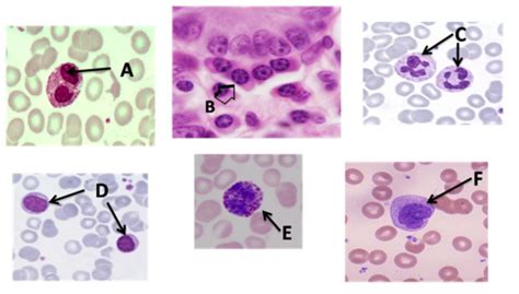 Label Diagram Immune Cell Histology Diagram Quizlet | Hot Sex Picture