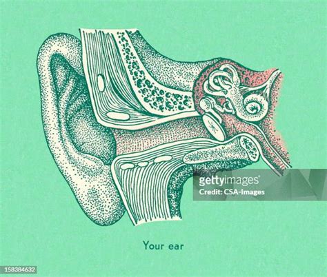 166 Ear Canal Anatomy Stock Photos, High-Res Pictures, and Images ...