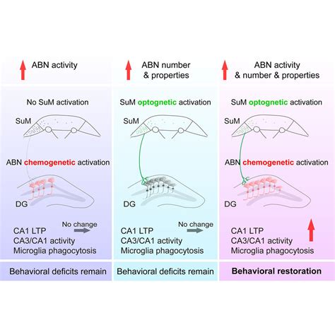 Activating Adult Born Neurons Through Deep Brain Stimulation Alleviates