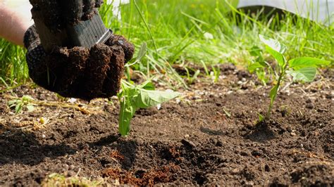 Seedling of garden plants in soil in open ground. Spring planting in ...