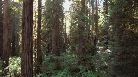 Aerial View Of Beautiful Sunny Redwood Forest 24305005 Stock Video At