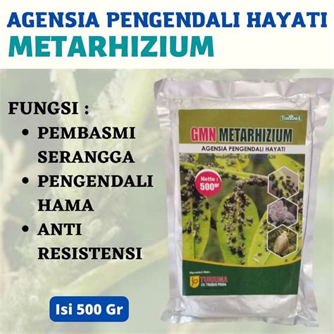 Jual Metarhizium Anisopliae Obat Cegah Hama Untuk Padi Agensia