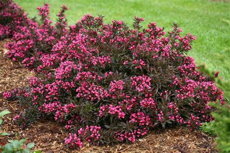 Top 10 Flowering Bushes for Your Yard - Birds and Blooms