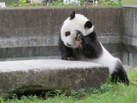 神戸市立王子動物園（公式） On Twitter 朝はすっかり涼しくなりましたね。 休園日の朝は散歩の時間です。 本日は休園日なり