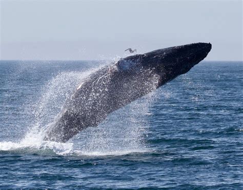 Humpback Whales Breaching Close To Santa Cruz Harbor Santa Cruz