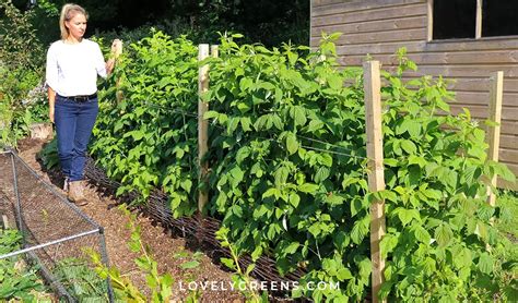 Quick And Easy Diy Raspberry Trellis Artofit