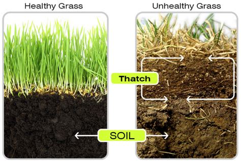 Thatch Build Up Jd Organic Landscape