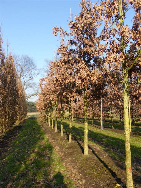 Quercus Alba White Oak American White Oak Van Den Berk Nurseries