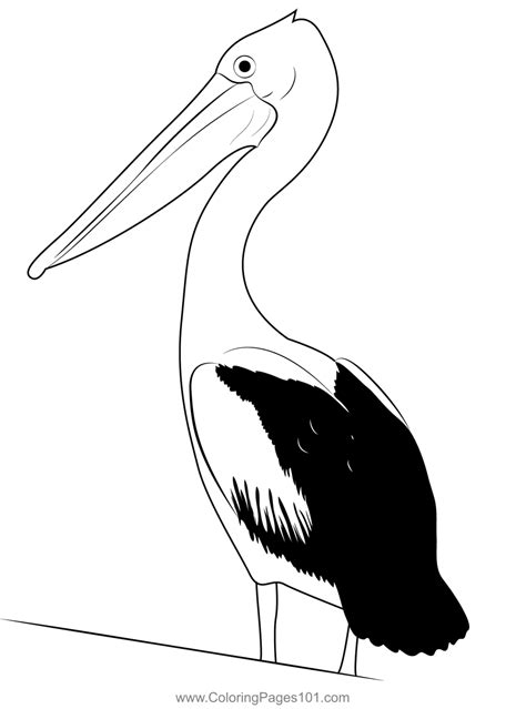 Australian Pelican Coloring Page For Kids Free Pelicans Printable