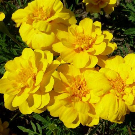 Купить семена Бархатцы отклоненные Durango Yellow