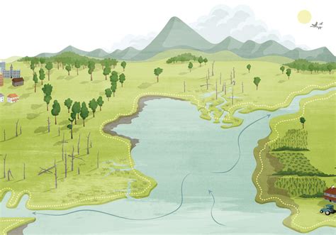 Interactive Infographic How Salt Transforms Coastal Forests The