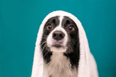 The Importance of Regular Pet Grooming for Health and Well-being – Stinky Dog Australia