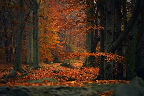 200,000+ Free Autumn Forest & Autumn Images - Pixabay