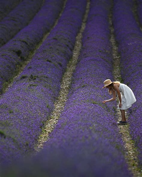12 Flower Fields To Visit In The UK This Summer