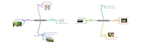 Vegetative Reproduction, Vegetative Reproduction - Coggle Diagram