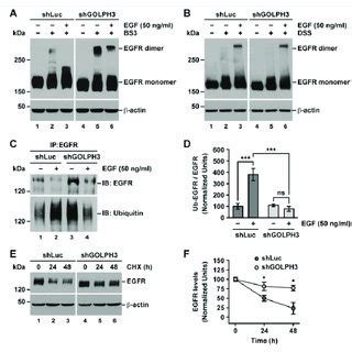 Schematic Model Of Golph Levels Affects Glycosylation Ubiquitylation