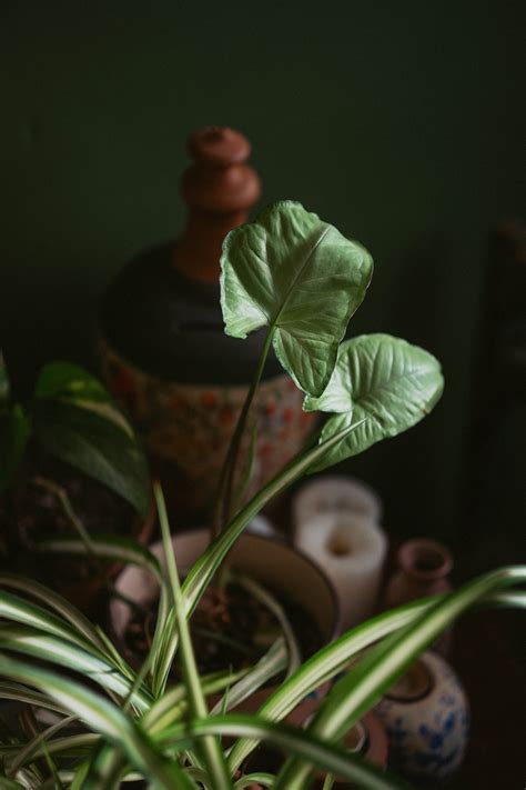 The Arrowhead Plant Benefits Care Tips Tricks More