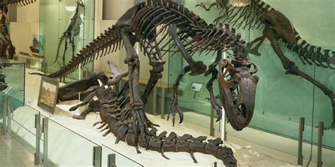 Allosaurus Fossil