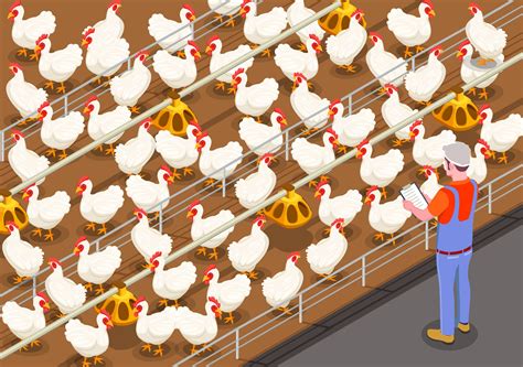 Steps Of Successful Poultry Farming