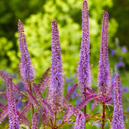 Вероникаструм Red Arrows - купить с доставкой по Украине, цена в ...