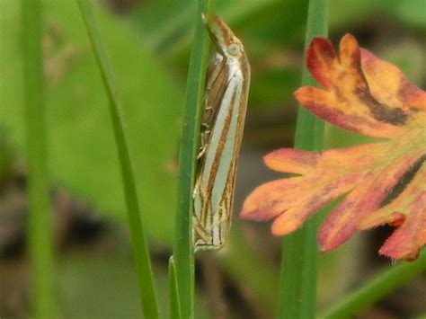 Eastern Grass Veneer Moth Crambus Laqueatellus Northern Flickr