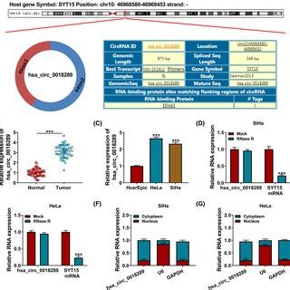 Enrichment Of Hsa Circ 0018289 In CC A Schematic Illustration