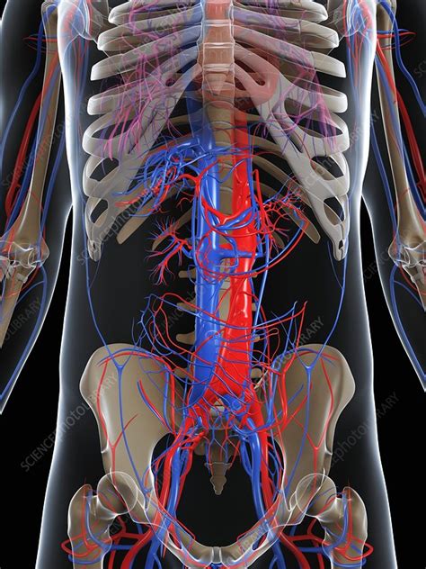 Male Vascular System Artwork Stock Image F Science Photo