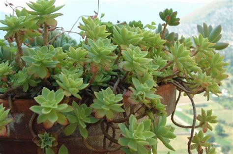 Аихризон Виды Фото И Названия – Telegraph